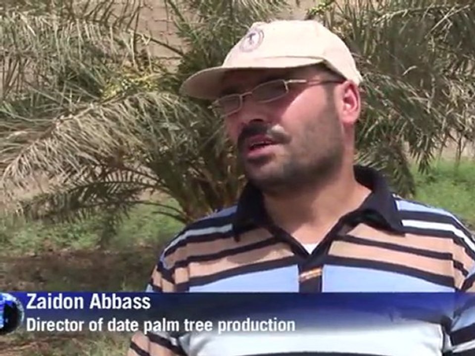 Date palm decline: Iraq looks to rebuild