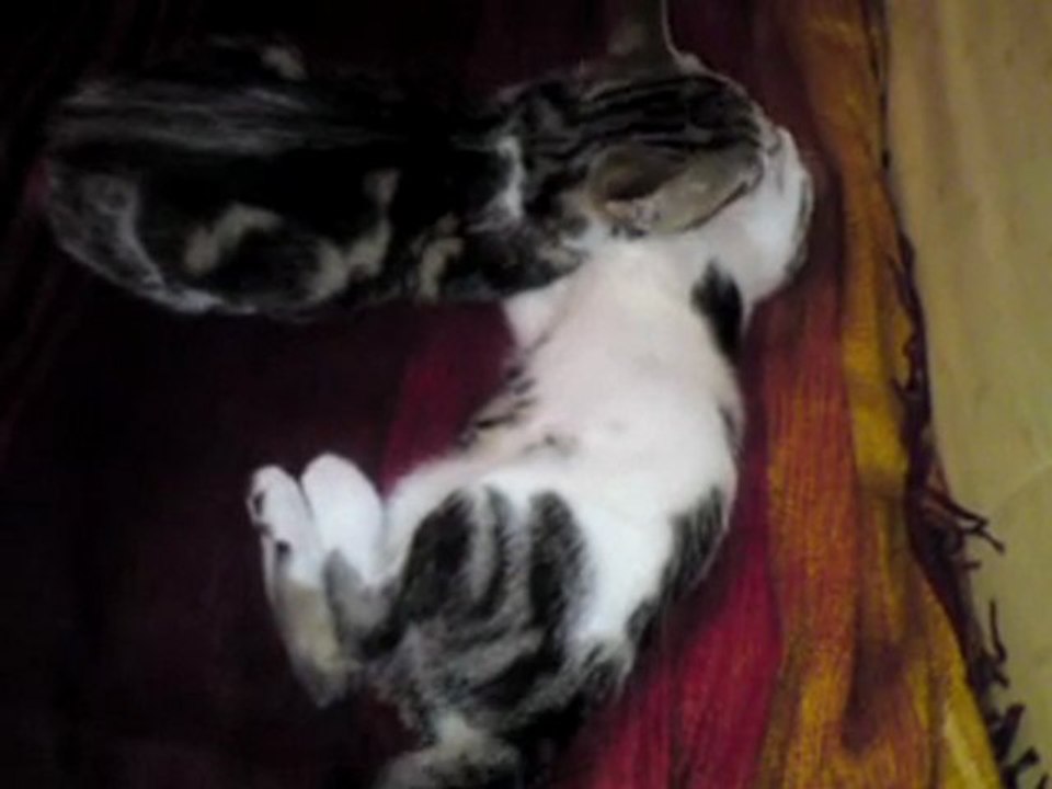 Kali fait la toilette de Mya !!