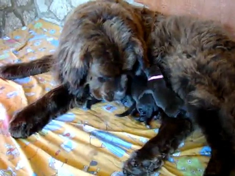 chiots bonny élevage de VALOYAN TERRE NEUVE MARRON BRONZE