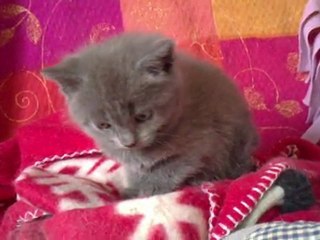 Chartreux - 5 semaines