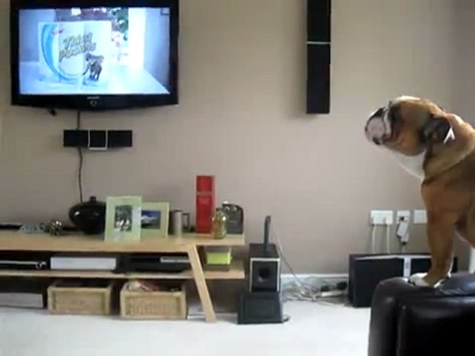 Der Hund
