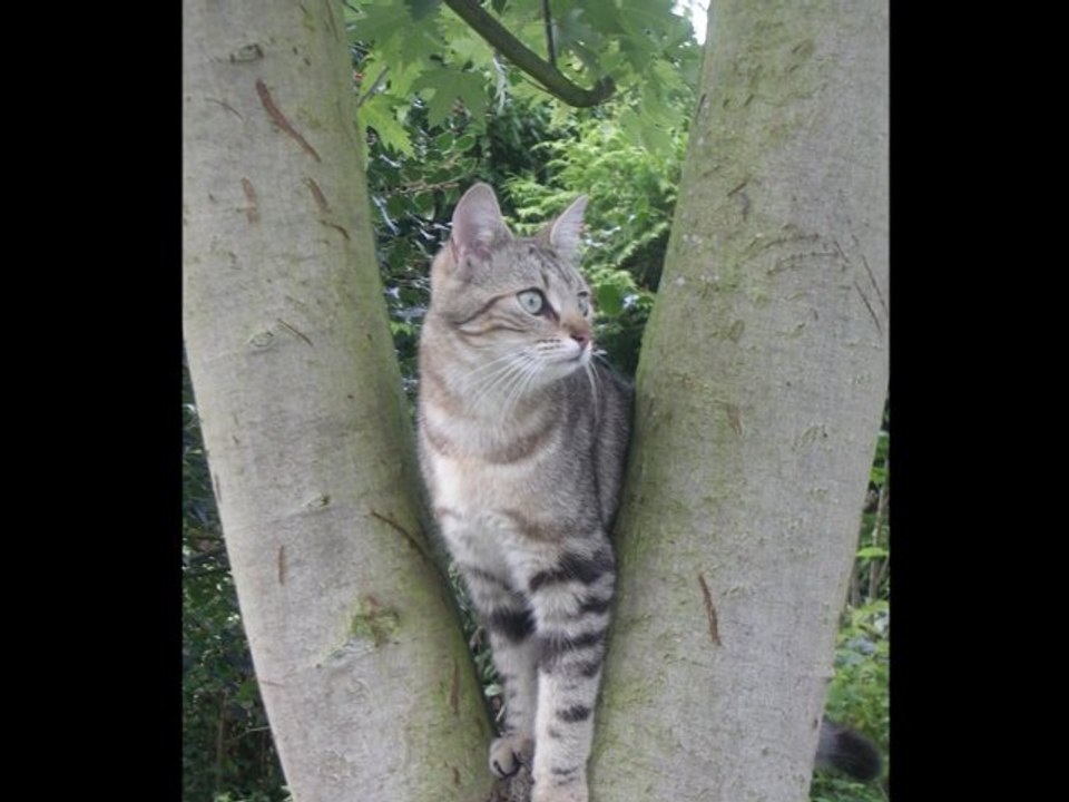 Réglisse, mon petit amour de félin