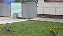 猫　vs　犬