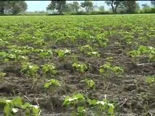 2_CORPOICA ALGODÓN SEPTIEMBRE 8 DE 2011