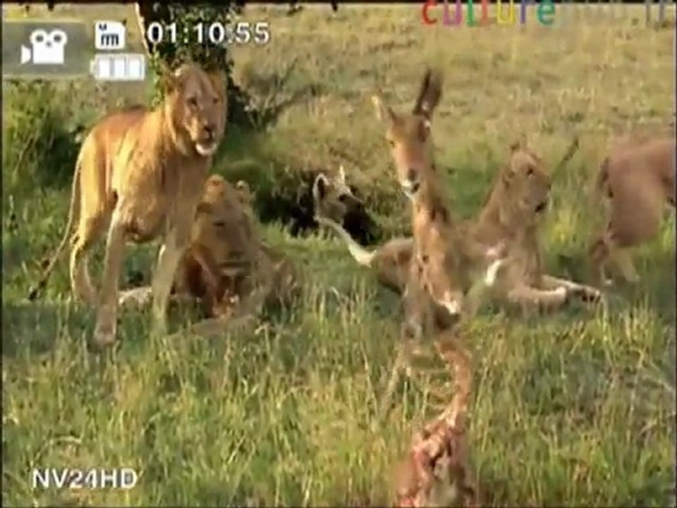 Lions morbid flash mob caught on tape !