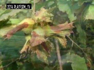 NURİ SESİGÜZEL:KARADIR KAŞLARIN KEMAN İSTEMEM::::zeta platform::::