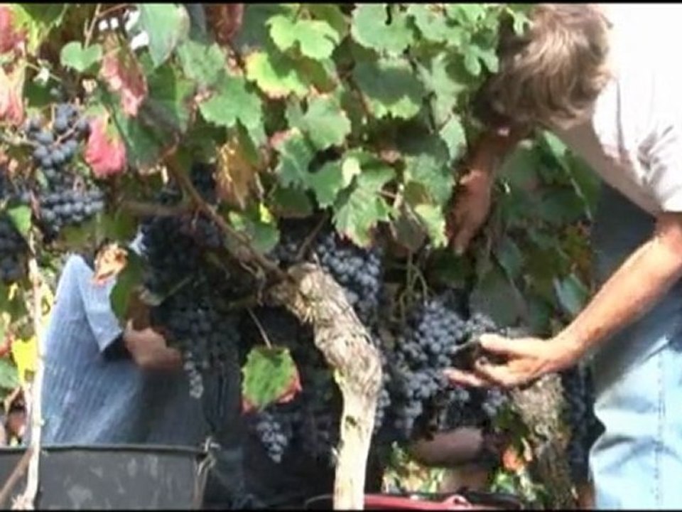 vendange tarn et garonne