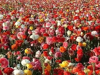 My Choice 167 - Claudio Villa  Reginella Campagnola