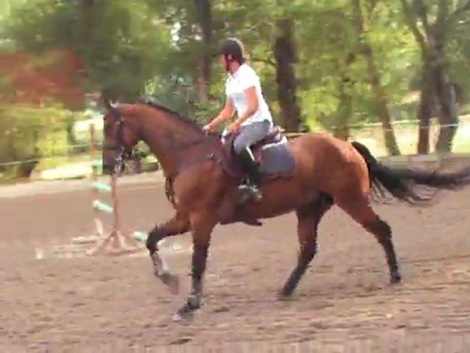 trotgalop