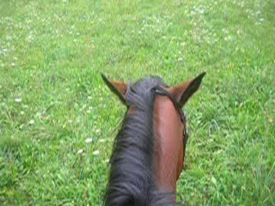 au galop