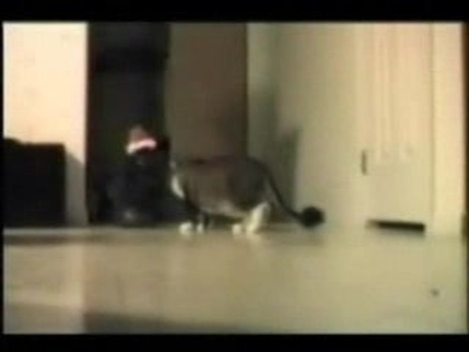 Cats