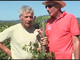 Vendanges avec Jean Cahn : Domaine Clavel