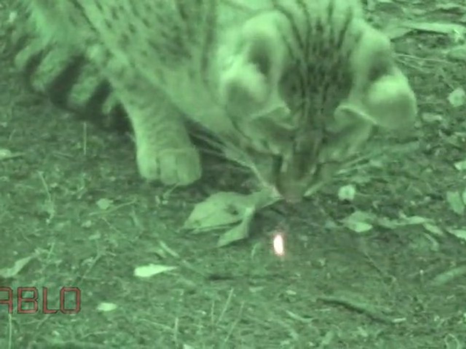 BIG CATS vs Lazer Pointers!