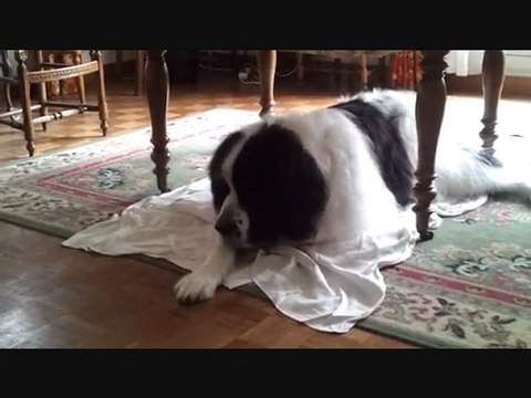 Journée d'une Landseer en vacances