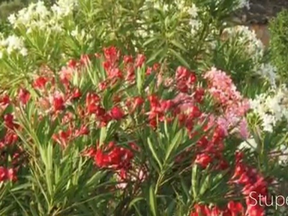 Private Finca für 4-8 Personen: Finca S Olivar d Es Coscois/ Mallorca