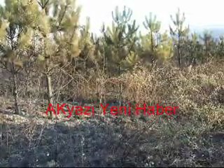 Akyazı da Orman Yangını