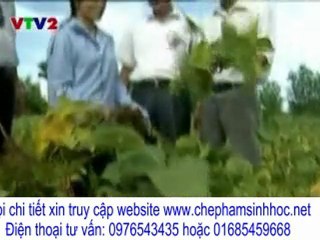 100kg đậu trên 1 sào, tại sao lại không nhỉ?