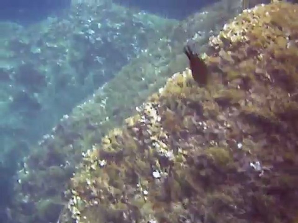 Plongée plage Isolella.