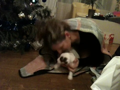 chiot Jack russel... une terreur, saillie, gag, humour