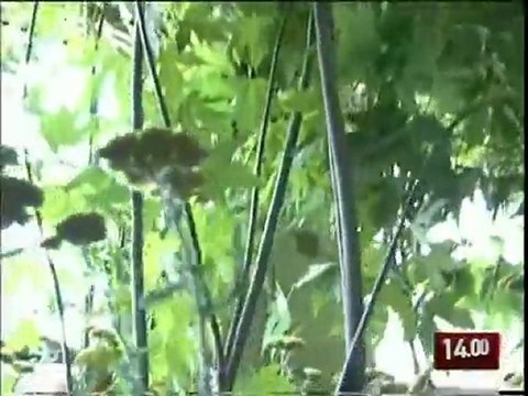 TG 19-06-09: PARTE DA POTENZA IL TRENO BOTANICO