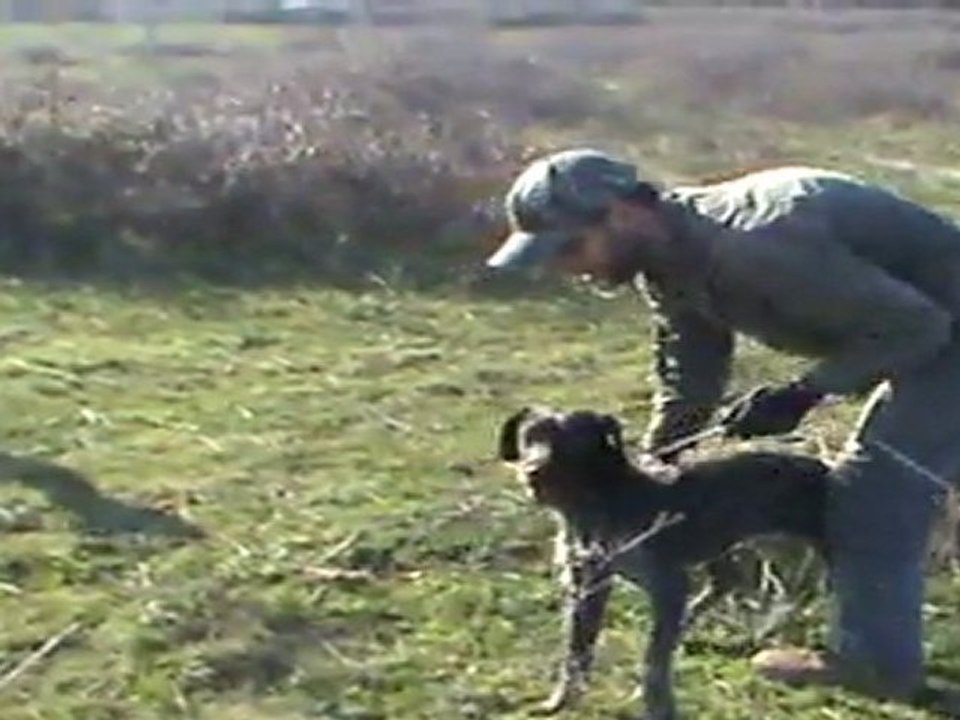 Kurzhaar vom Akhisar - ferma fırlatma makinası eğitimi 3 aşama