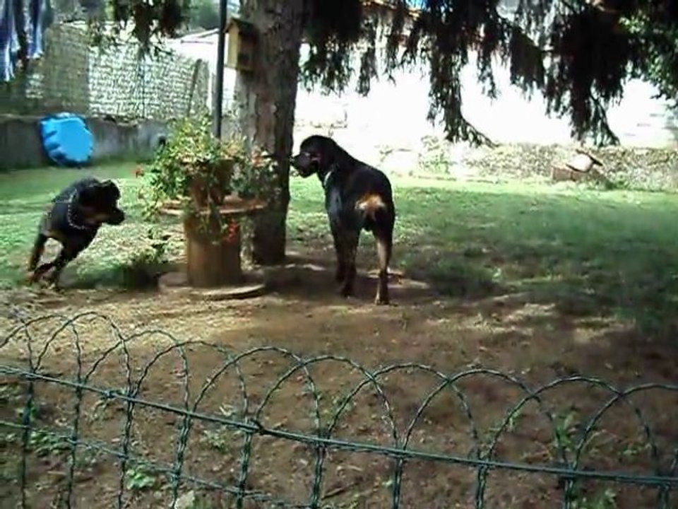 paco et felina le 9 sept 033