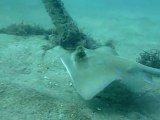Plongée sous-marine Thaïlande - Phuket - Kamala - Merlin Divers Phuket