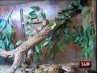 TG 27.07.09 I 27 boa nati allo zoo safari