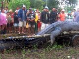 L'arrestation d'un crocodile-tueur d'une tonne