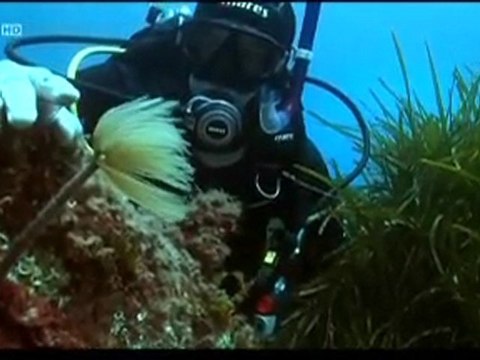 La vie extrême - Les mystères des abysses