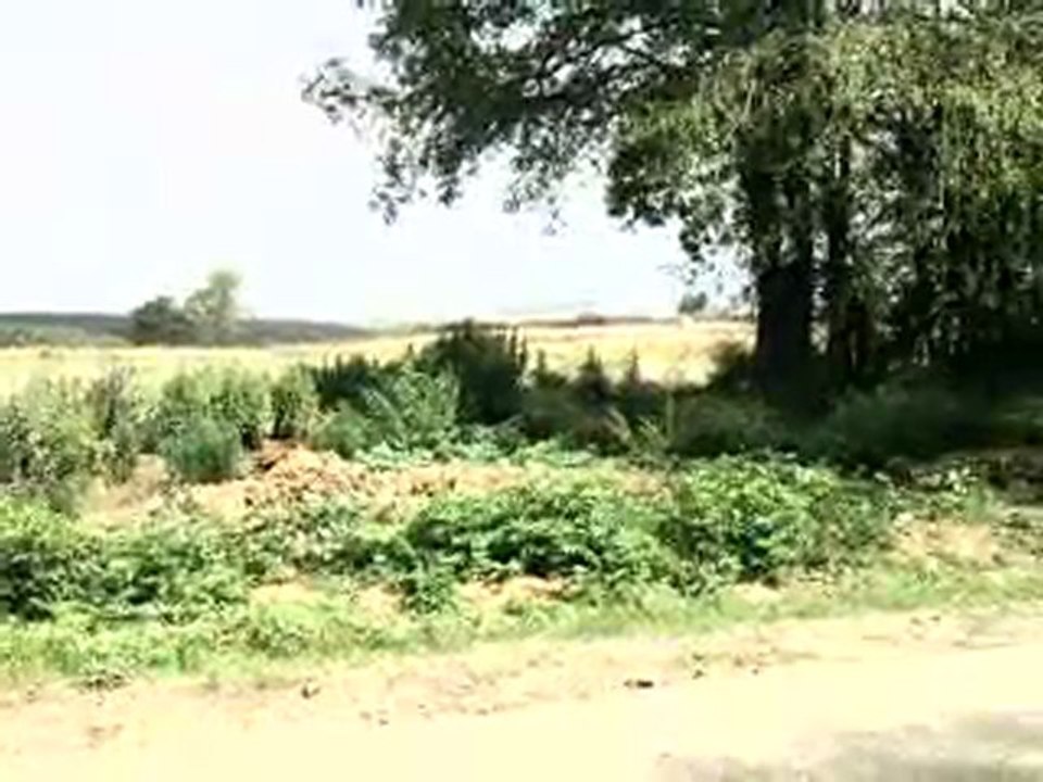 HAZER EMLAK TEL: 0546 851 6657 SATILIK KAVAK TARLASI