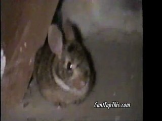 Baby rabbit scares kids