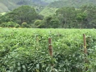 Nota informativa sobre Hortalizas en Danlí, 29 de agosto del 2011.