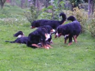 Cristal et ses chiots