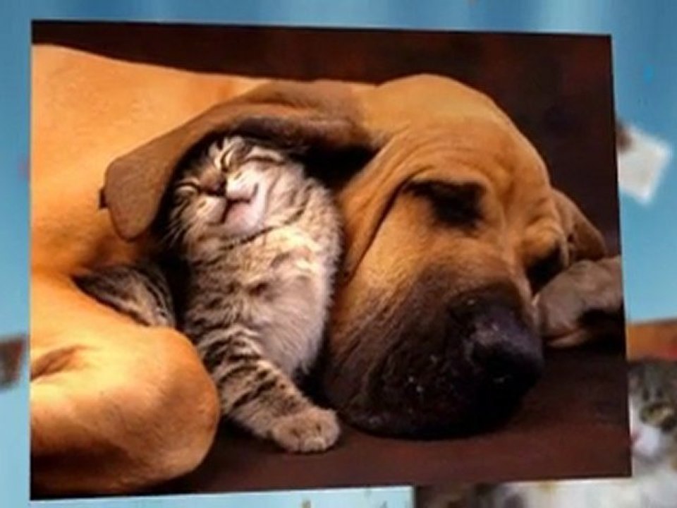 Cat supplies Beds Toys Scratch Posts plus Collars Litter Boxes