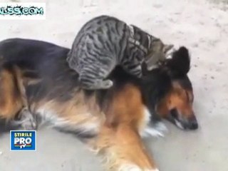 Just a crazy cat .Make a relaxing terapy to a dog
