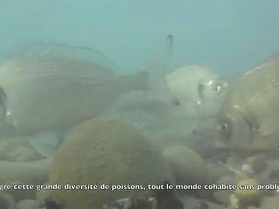 Liche, Loup et Dorades