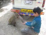 Abdullah feeding the Monkeys