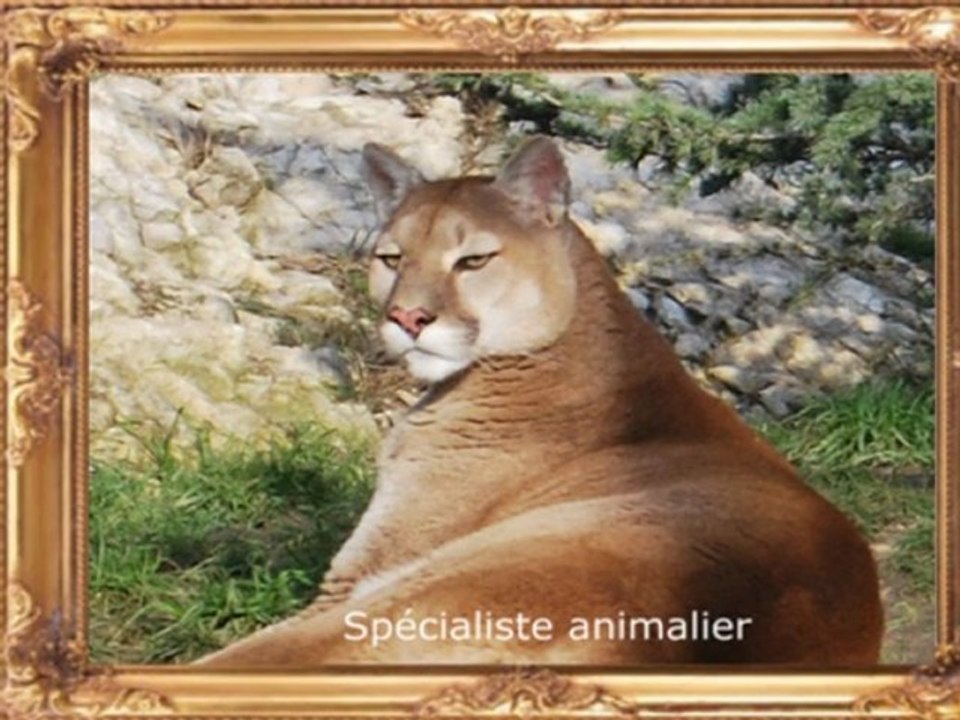 MyAlbumVideo-Sylvie-Moretti-monde-animalier.