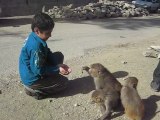 Abdullah feeding the little monkeys