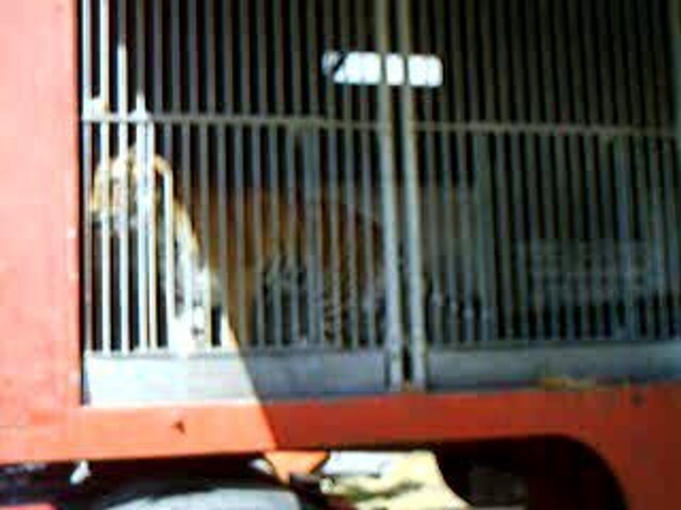 tigre