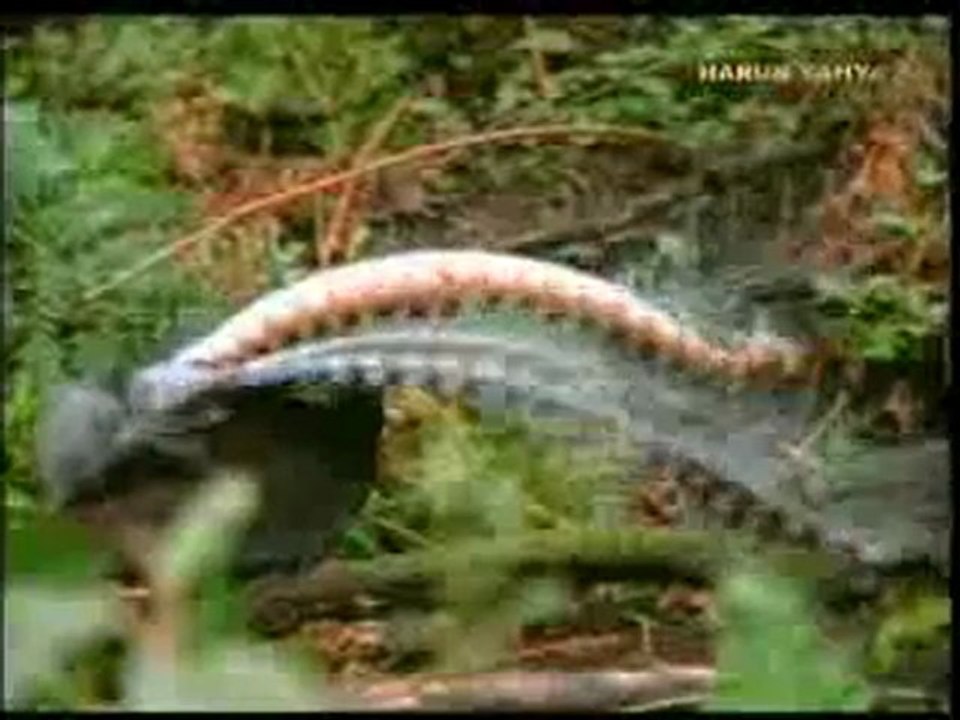 Kuşların çağrı dili ve şarkıları