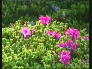 Variety in living creatures  HARUN YAHYA -ADNAN OKTAR