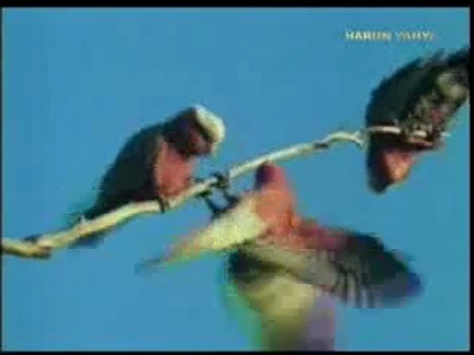 Ses taklidi yapan kuşlar evrimci iddiaları geçersiz kılmaktadır