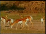 Harun Yahya TV - Antelope