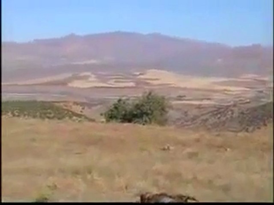 Gebertilmiş acem Dağ Cingeneleri (yapay adlandırma: kürtler)