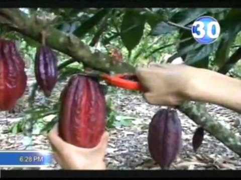Noticia sobre el IV Simposio Nacional de Cacao en Noticiero Universal, Canal 30