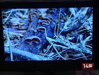 TG 10.02.10 Per non dimenticare le vittime delle foibe