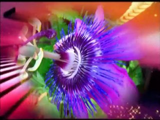 Estetiği, kokuları, renkleri muhteşem güzellikteki çiçekler