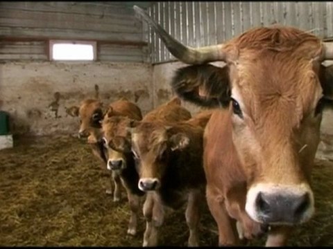 NICE AZUR TV - Ferme de l'escaillon - Eleveurs à Andon Thorenc (06)